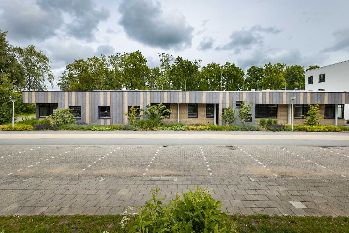 Sleutelbloem SEIN